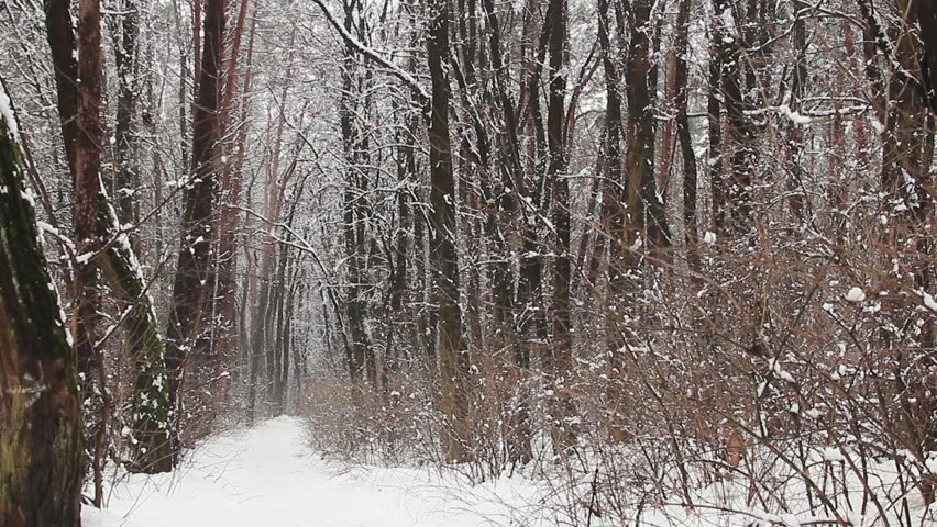 Path in winter park. Snow is falling down from the forest trees.
