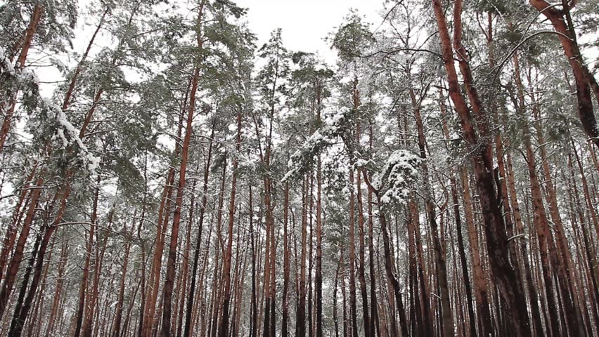 Winter park, wide shot of trees in the forest. Snow falling down.