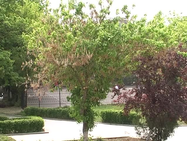 Park view (corner)