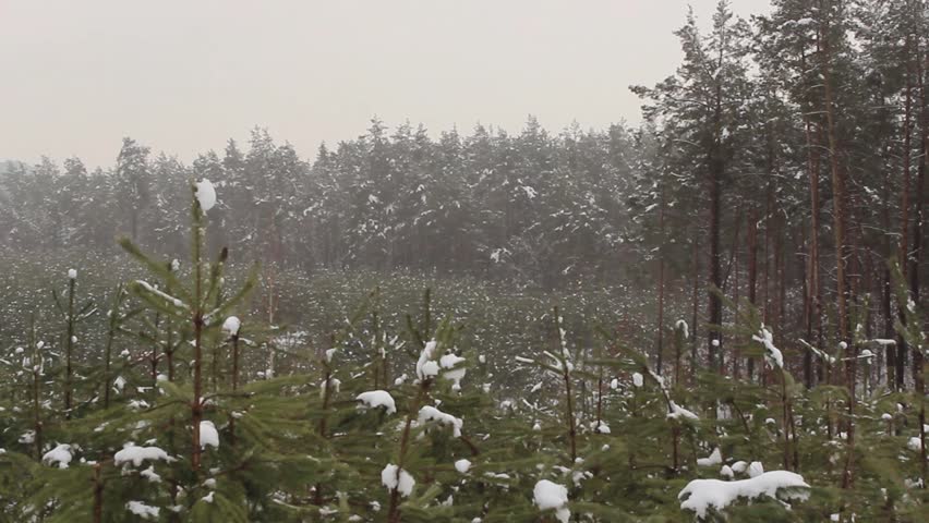 Wide shot of new year trees (fir-tree) in snow