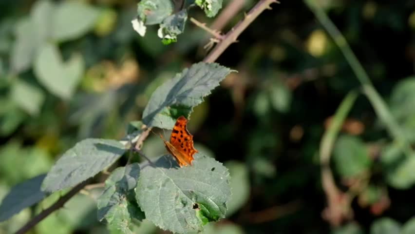 beautiful butterfly perched on a branch, slowly moving its wings
