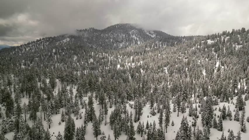 Aerial view of beautiful frozen forest and mountain landscape with snow-covered trees, Mono Lake Vista Point, Conway Summit, California, United States.
