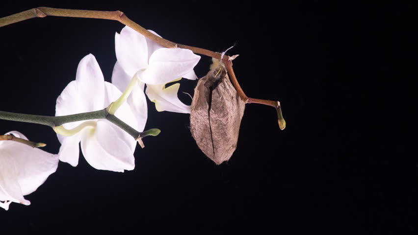 Birth of Attacus Atlas Moth on Orchid Flower