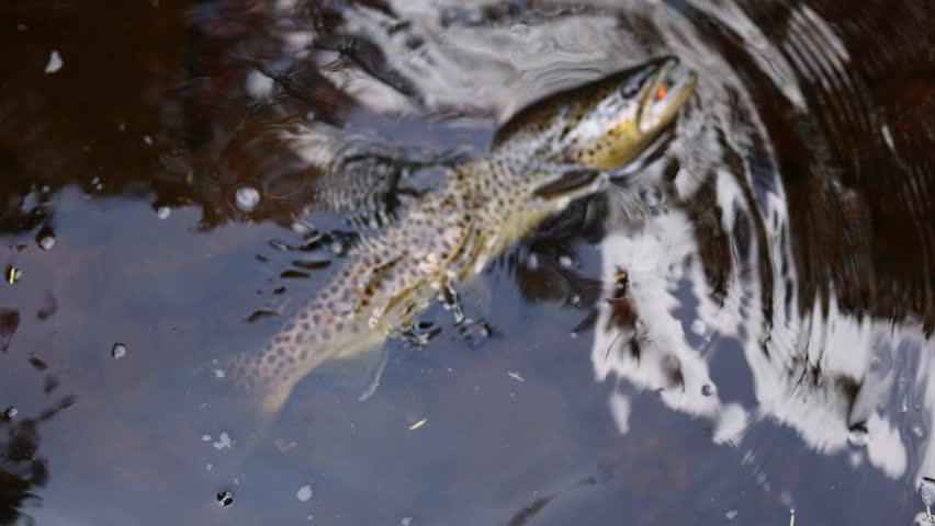Slow Motion closeup footage of a trout caught on a line and lure in the stream.