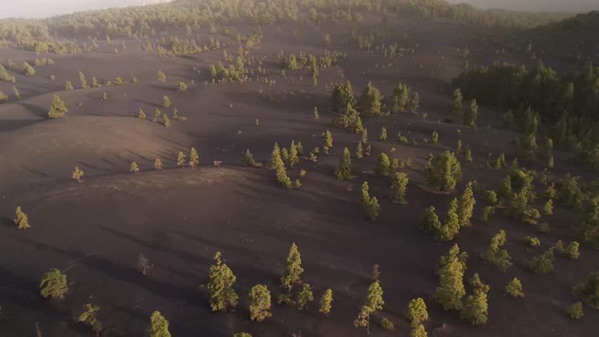 Aerial view of lush volcanic landscape with serene forest and picturesque trees, Area Recreativa El Pilar, Parque Natural de Cumbre Vieja, La Palma, Spain.