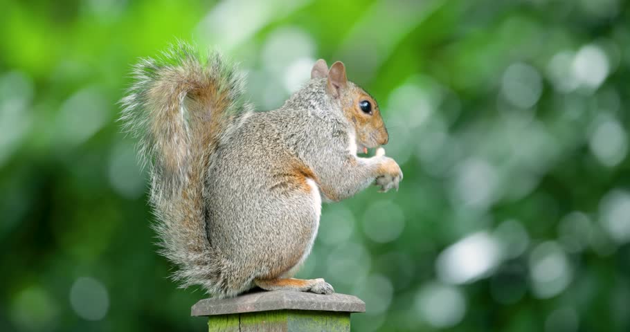 Grey squirrel eating nut on a garden fence post