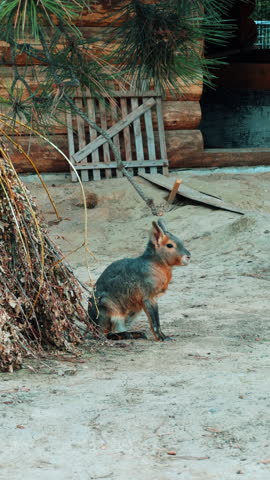Fluffy Patagonian mara sitting peacefully on the ground. Beautiful wild animal living in captivity. Vertical video.