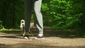 Female dog walker walks her Jack Russell terrier dog in summer park, feeding it with treats. Woman training dog at morning walking - Powered by Shutterstock - Get 15% off with code: PIKWIZARD15