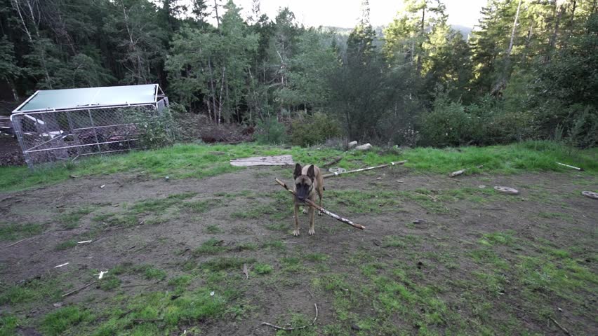 A dog is standing in a field with a stick in its mouth. The dog is looking at the camera