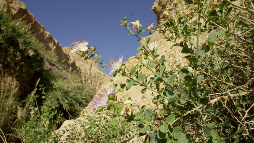 Capparis is a genus of flowering plants in the family Capparaceae. known as caper shrubs or caperbushes