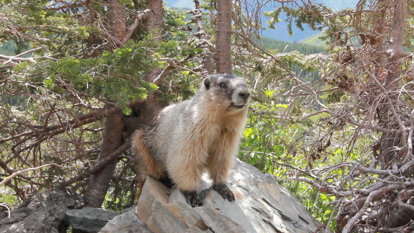 Marmot in the mountains of Glacier National Park Montana