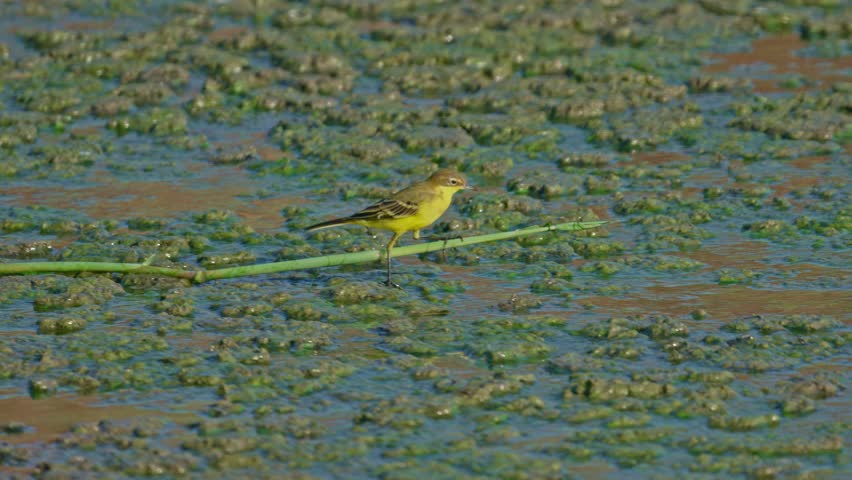 Western Yellow Wagtail (Motacilla flava) eating in the marsh