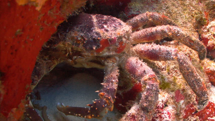 King crab underwater coral reef