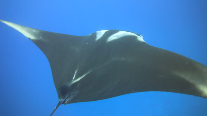 Manta Ray swimming underwater from above