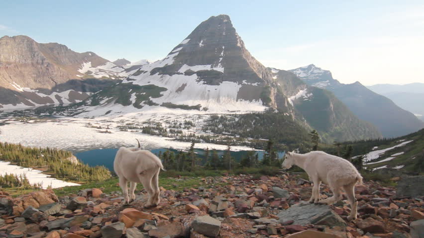 Mountain goats in beautiful mountains of Glacier National Park