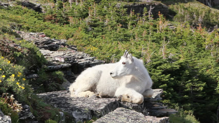 Mountain goat sits on a rock high in the mountains of Glacier National Park
