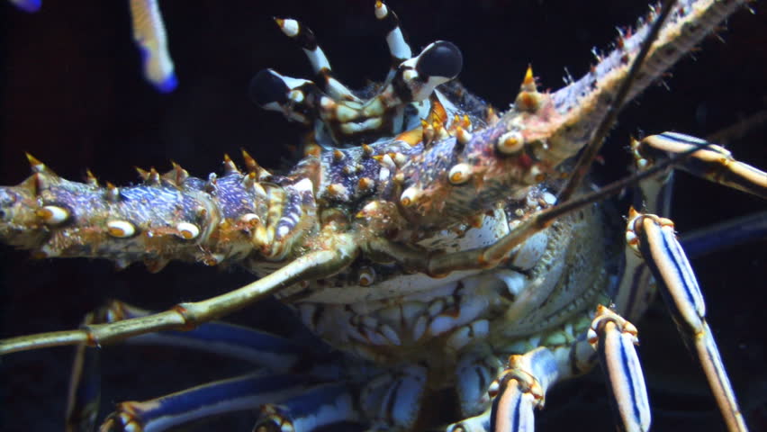 Lobster underwater wild marine life
