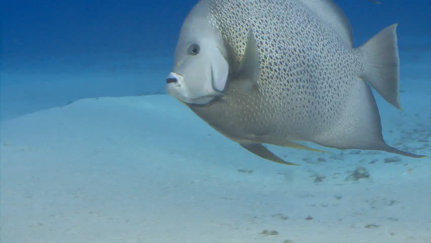 Gray Angelfish swimming underwater in the Caribbean Sea
