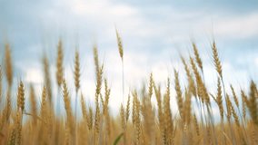 Close up of a wheat in yellow. Grain summer agriculture concept. A field of ripe yellow wheat. Close up of a lifestyle ripe wheat in a field of yellow. - Powered by Shutterstock - Get 15% off with code: PIKWIZARD15