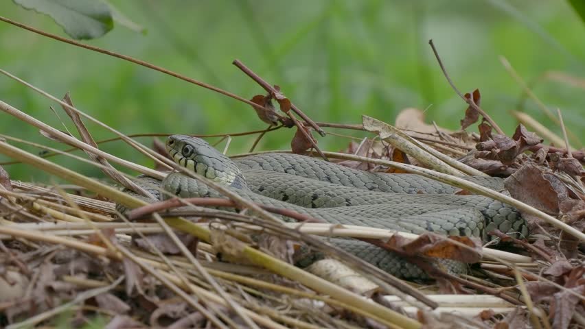 Coiled up Grass Snake Head
