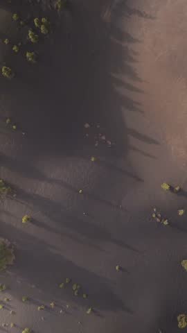 Aerial view of tranquil green terrain with beautiful trees and shadows, Area Recreativa El Pilar, Parque Natural de Cumbre Vieja, La Palma, Canary Islands, Spain.