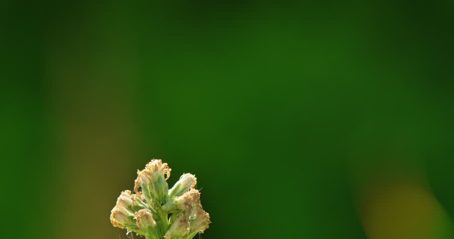 Close-up of a dragonfly landing on a flower, making amusing expressions.