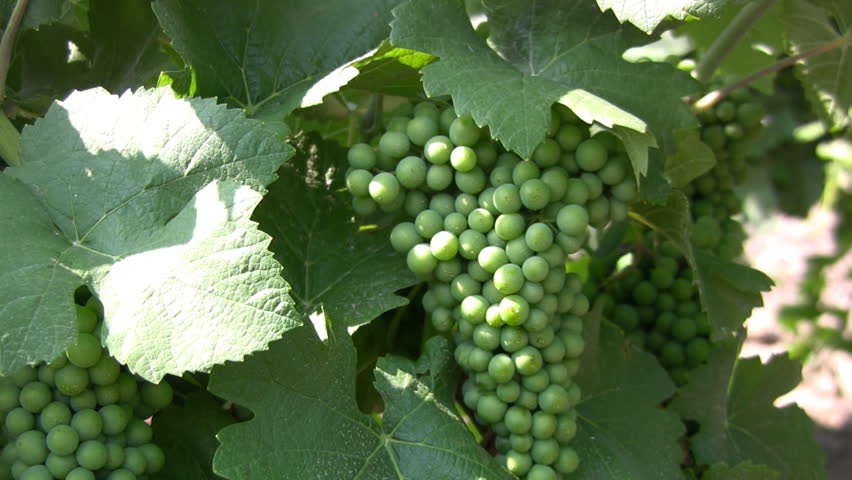 Bunch of grapes maturing under the southern sun. Grape leaves tremble in the