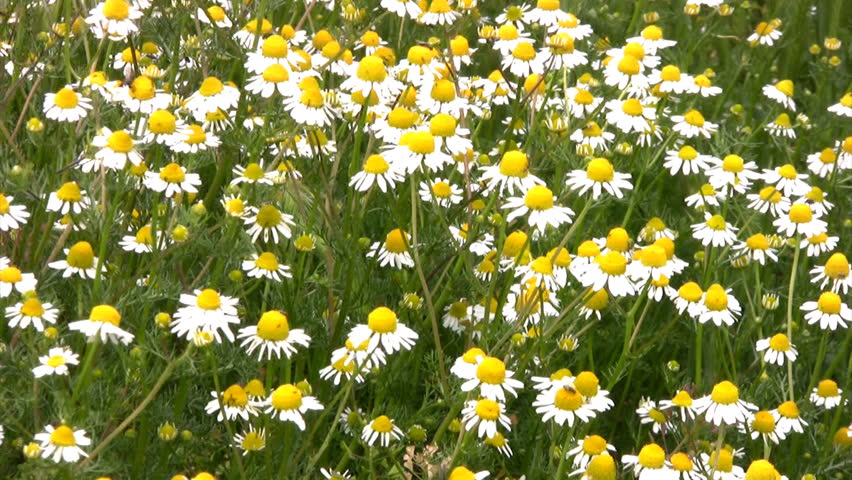 Lots and lots of daisies (camomile) tremble in the breeze among the green the