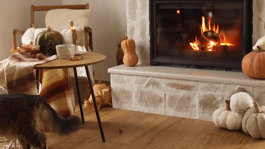 Adorable cat  playing at fireplace with pumpkins and table with cup of tea. Cozy autumn. Fall in living room footage. Pet and autumn season. Thanksgiving and Halloween