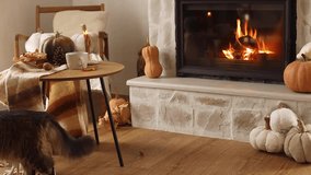 Adorable cat  playing at fireplace with pumpkins and table with cup of tea. Cozy autumn. Fall in living room footage. Pet and autumn season. Thanksgiving and Halloween - Powered by Shutterstock - Get 15% off with code: PIKWIZARD15