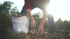 An agronomist at farm collects cultivated potato crops. field with cultivated potatoes. fresh potato harvest on an agricultural field. farmer in field with cultivated potato crop. agriculture concept - Powered by Shutterstock - Get 15% off with code: PIKWIZARD15