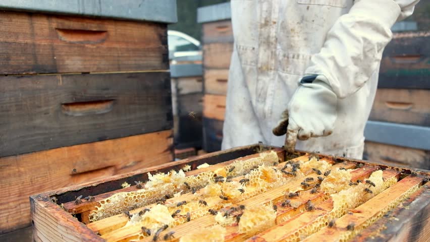 Hands carefully pull out honeycomb from a hive teeming with bees, highlighting the intricate process of beekeeping and honey extraction.