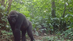 Silverback gorilla silently travelling through the Jungle - Powered by Shutterstock - Get 15% off with code: PIKWIZARD15