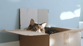 Calm relaxed cat got in cardboard box watching thoughtfully from hiding place, looking at camera. Interested fluffy kitty lying in shoebox enjoy tranquil time in like cot for sleep. Pet life at home. - Powered by Shutterstock - Get 15% off with code: PIKWIZARD15