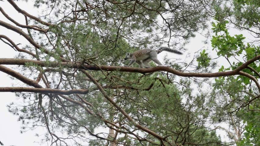 A ring-tailed lemur gracefully walks along a tree branch and jumps from tree to tree, filmed from a low angle