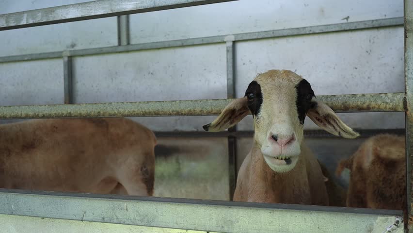 Sheep in stable at livestock farm, sheep standing in a sheepfold