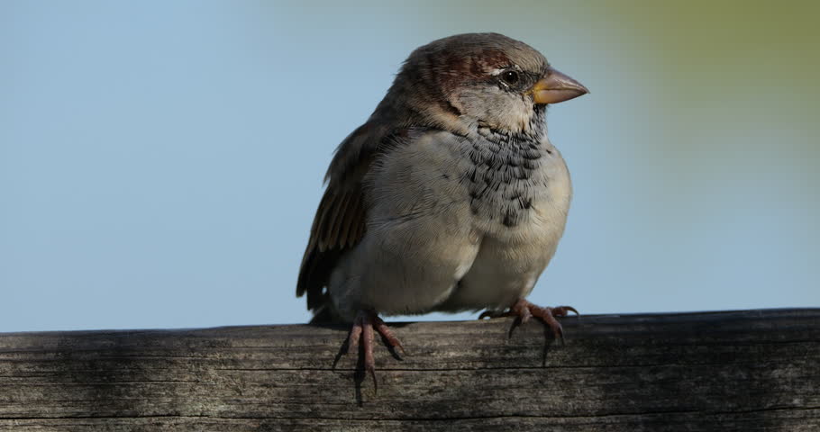 House sparrow  perched on a piece of wood, France