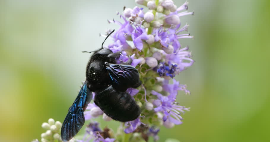 A Carpenter bee foraging and pollinating Vitex flowers