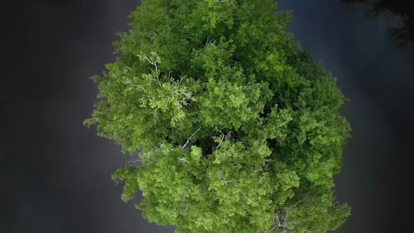 Tree in the lake.The video was shot from a drone, the tree was shot from vero, with the camera rotating.