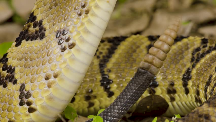 Close-up view of a rattlesnake’s scales and rattle