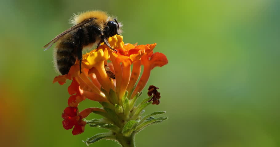 Bee foraging a lanta camara flowers, Southern France