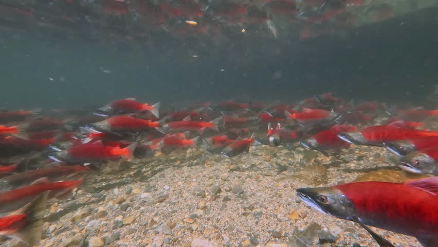 salmons spawning upstream in creek, underwater video