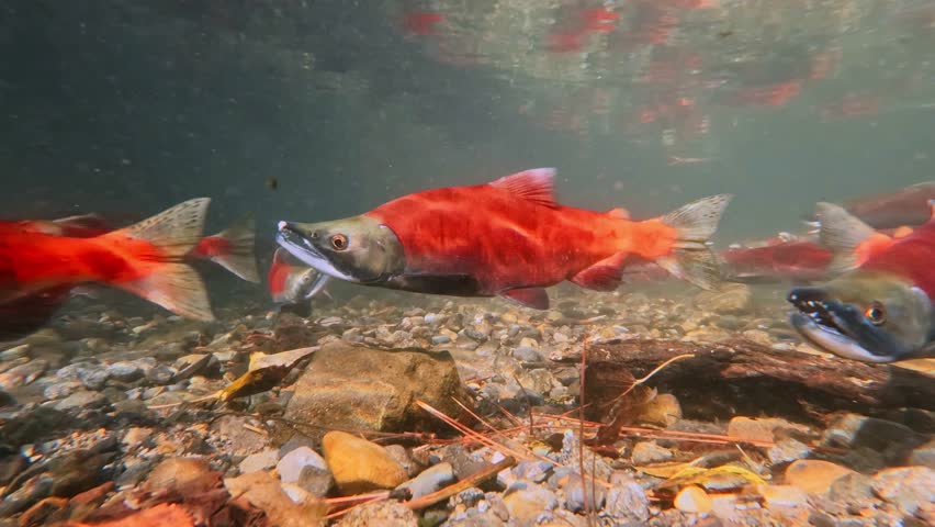 salmons spawning upstream in creek, underwater video