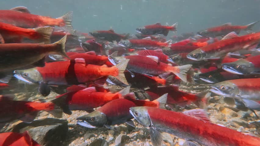salmons spawning upstream in creek, underwater video
