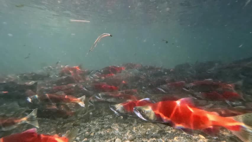 salmons spawning upstream in creek, underwater video