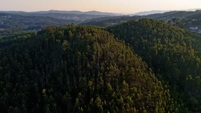 lush green forested hills under soft evening light, rolling landscape and distant mountains