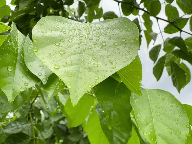 Macro shot of water drop drips on wet green leaf Fresh Water Drops On Leaves 