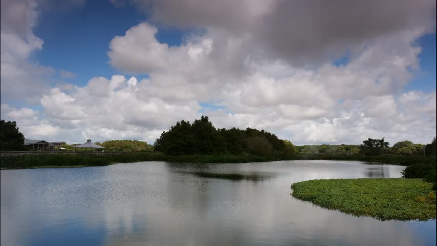 Time-lapse of thick white cumulous clouds passing over the marsh swamp at Green Cay Wetlands Nature Preserve in Boynton Beach, Florida