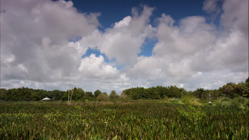 Time-lapse of thick white cumulous clouds passing over the marsh swamp at Green Cay Wetlands Nature Preserve in Boynton Beach, Florida