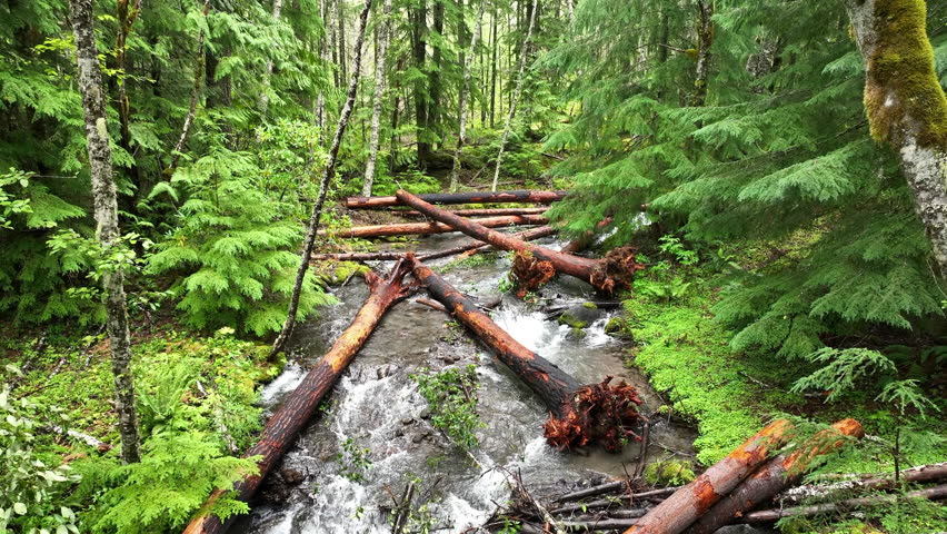 The Little Zig Zag River flows through the scenic Mt. Hood National Forest in Oregon. The Pacific Northwest is known for its moist climate, extensive forests, and beautiful rivers.